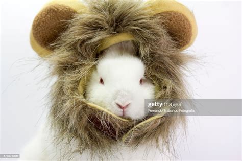 Dwarf Rabbit Disguised As Wild And Ferocious Lion Oryctolagus Cuniculus Domesticus High Res