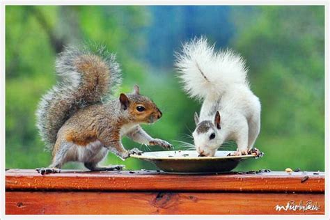 Cute Squirrels Wild Animals Photo 7675424 Fanpop