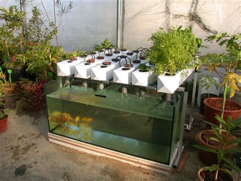 Ap With Fence Post Hydropics And Clear Fish Tank Backyard Aquaponics