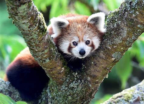 Genetic Study Shows Red Panda Is Actually Two Separate Species