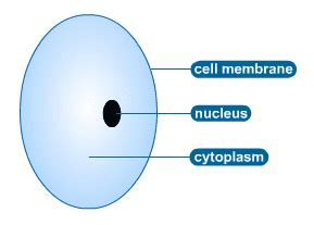 It is made up of cellulose and hemicellulose. Plant and Animal Cells | S-cool, the revision website