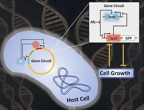 Researchers Reveal New Understandings Of Synthetic Gene Circuits