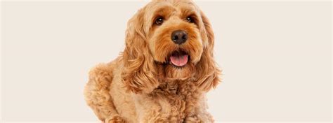Cockapoo Information Insurance Costs Manypets