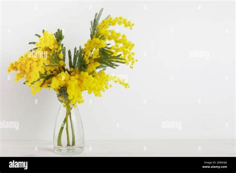 Bouquet Of Yellow Mimosa Flowers In A Vase Background Concept Of Women
