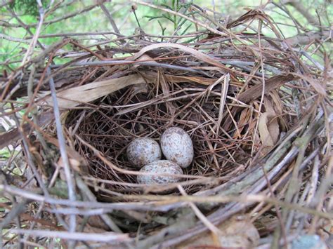 Northern Cardinal Nest May Be Like The One We Found Except Ours Was