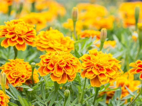 African Marigold Container