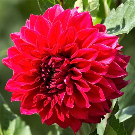 Stunning Bright Red Dahlia Bulbs For Sale Online Barbarossa Easy To