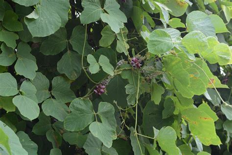 The Story Behind Kudzu The Vine Thats Still Eating The South