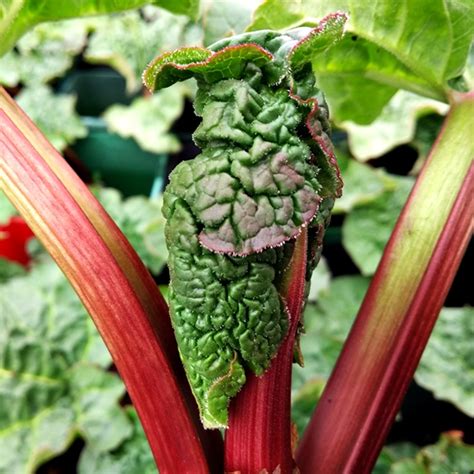 Rhubarb Canada Red 3l Rhubarb Plants For Sale Uk