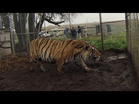 Copy to clipboard is not supported by your browser. Big Cats and Other Exotic Animals Rescued in Kansas - YouTube