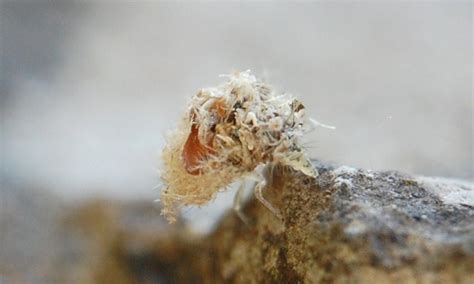 Lacewing Larva Dr Hows Science Wows