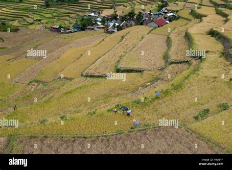 Farmers Harvesting At Batad Rice Terraces Ifugao Province Cordillera Region Luzon