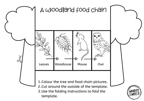 Visit the golden lion tamarins, at the exit continue towards the orangutans and stop 4. Food chain foldables KS1 | Teaching Resources | Food chain ...