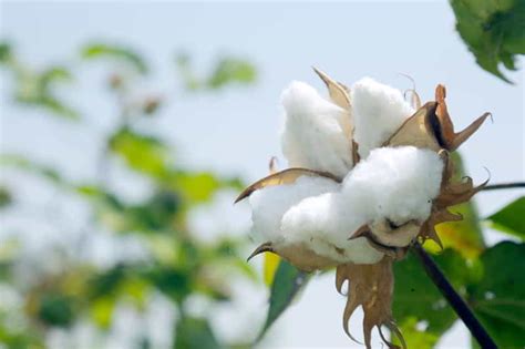 Cotton Fibers The King Of Fibers Textile School
