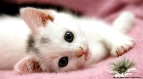 Cute Baby Kittens And Puppies Amazing Wallpapers