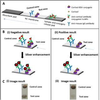 A Schematic Drawings Of Lateral Flow Immunoassay Based On Competitive