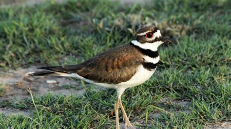 Killdeer Fake Injuries To Protect Their Young
