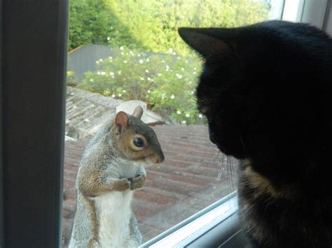 Cat And Squirrel Pic Funny Animal ~ I Love Funny Animal