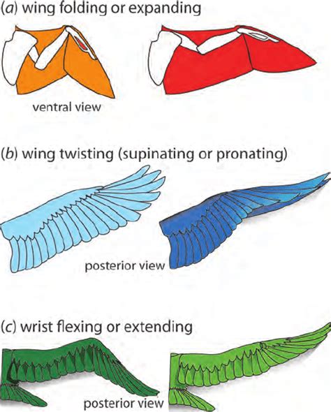 Active Morphing Of Bird Wings During Flapping Flight Can Be Described