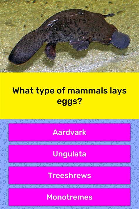 Egg Laying Mammals List