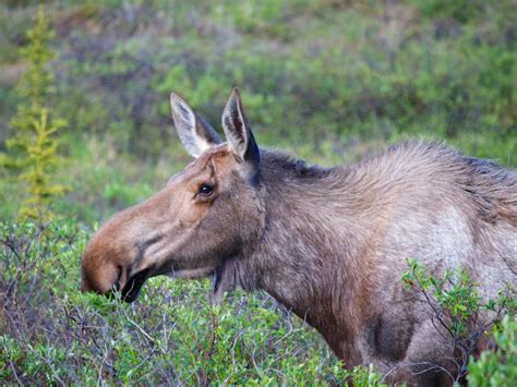 Denali National Park Wildlife The Big Five Mapquest
