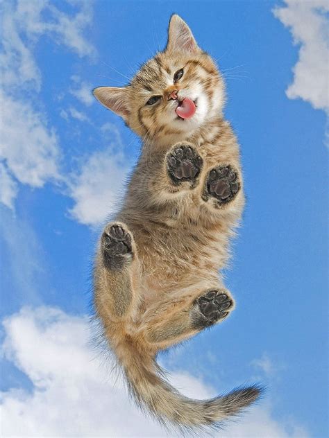 Funny Cat Cats Cute Kitty Hd Phone Wallpaper Peakpx