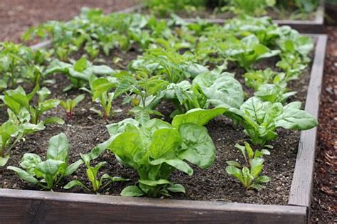 How to Grow Spinach Start to Finish - One Hundred Dollars a Month
