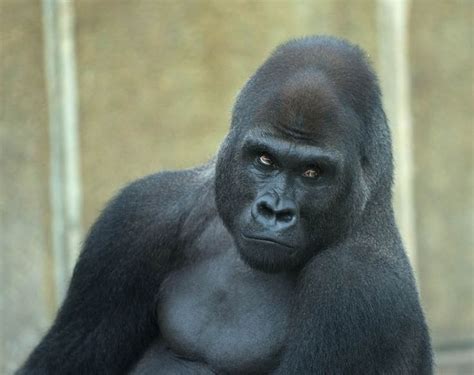 25 Remarkable Photographs Of Gorillas Gorilla Gorilla Funny Martial