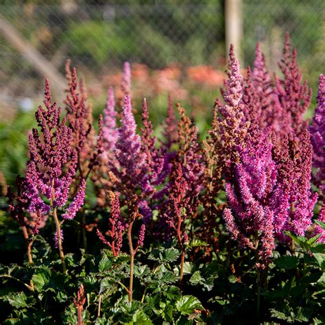 Astilbe Purple Rain Slovensketrvalkysk