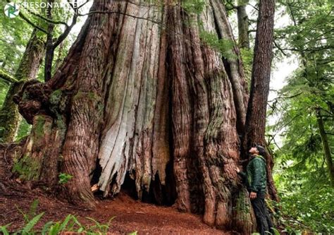 Daftar Pohon Terbesar Di Dunia Nasional Katadata Co Id