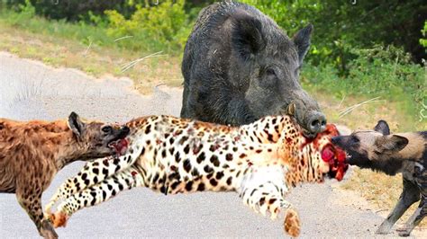Incredible This Giant Warthog Fights Madly And Knock Down So Many