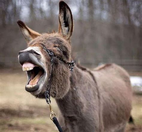 Do Donkeys Really Laugh Short Answer Animal World Facts