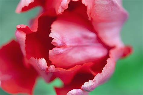 Free Images Blossom Flower Petal Tulip Red Pink Flora Close Up