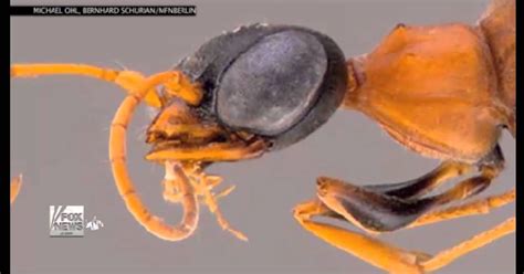 Say Hi To The Dementor Wasp It Turns Cockroaches Into Zombies Bobs Blitz