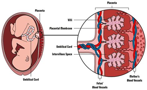 Fetal Development And Birth Shalom Education