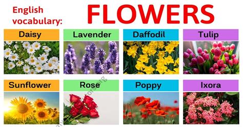 Types Of Flowers Learn Different Flower Names With The Picture My