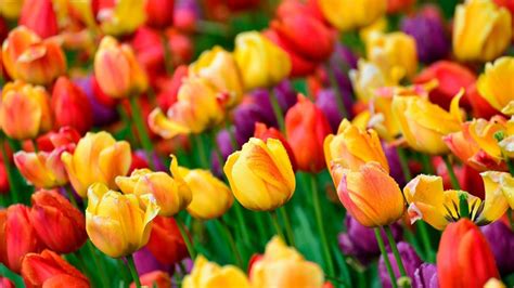 Colorful Tulips Wallpaper Backiee