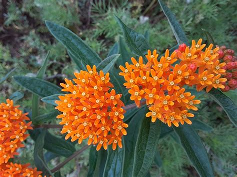 Underfoot Aniseroot And Butterfly Weed Northcentral Pennsylvania