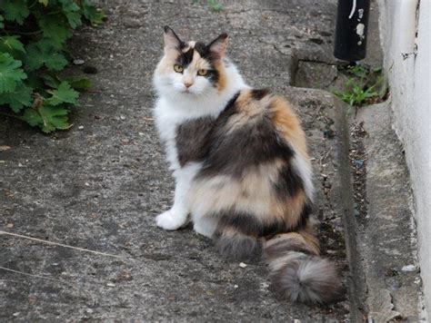 886 Best Images About Calico Cats On Pinterest Calico