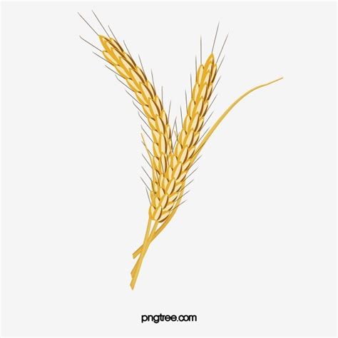 Vector Wheat Grains, Seed, Cereals, Grains PNG Transparent ...