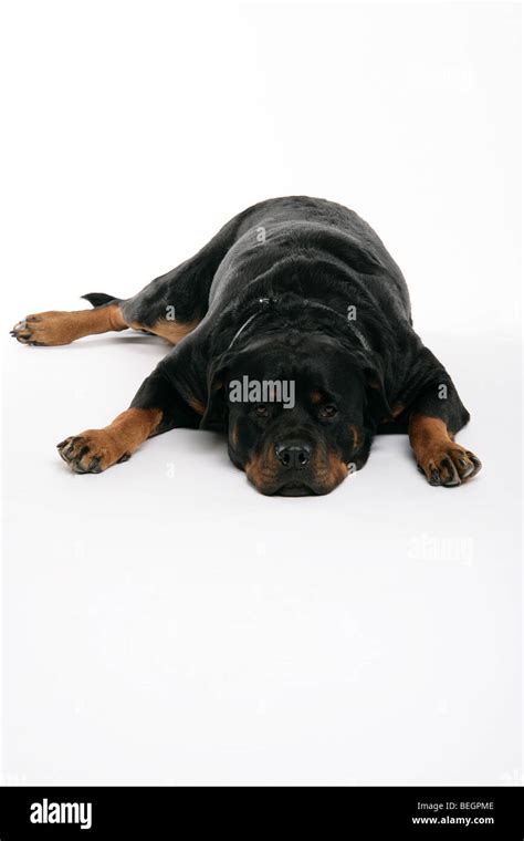 A Rottweiler Dog Lying On Its Stomach Looking Cute On A White