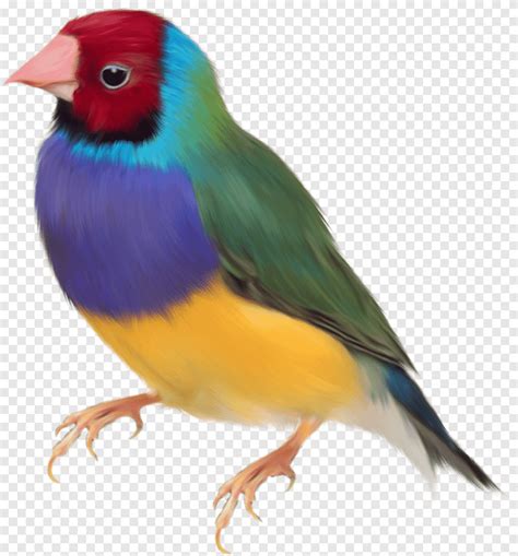 Pássaro De Passarinho Gouldian Papagaio Colorido Respingo De Cor