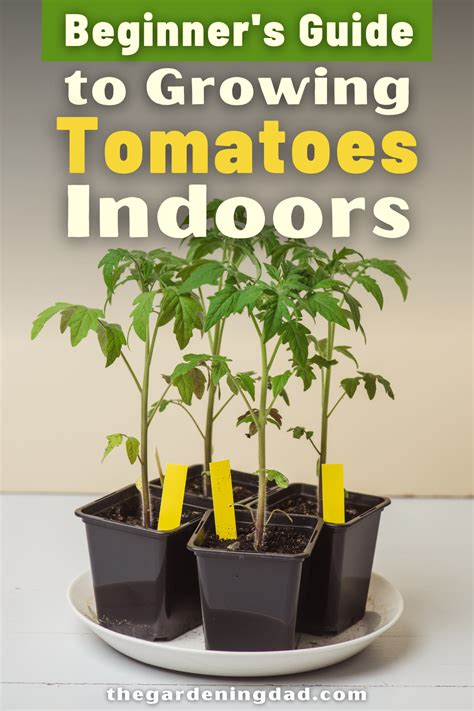Growing Tomatoes Indoors A Step By Step Guide Hot Sex Picture