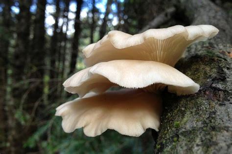 25 Types Of Mushrooms In Georgia Edible And Non Edible Try Green Recipes