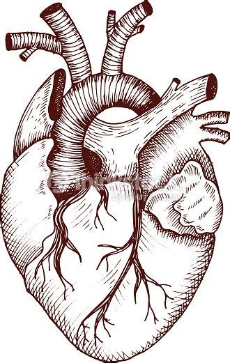 Anatomical Heart Vector Vintage Style Detailed Illustration Human