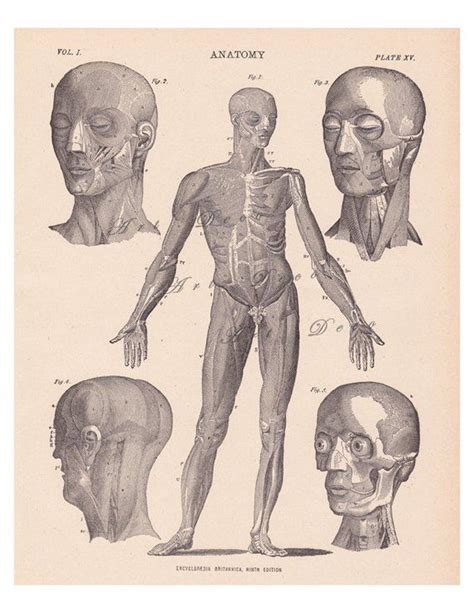 Old Anatomy Print 19th Century Medical Illustration Etsy Medical