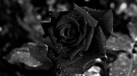 Download 94 Black And White Rose Wallpaper Iphone Foto Gratis Postsid