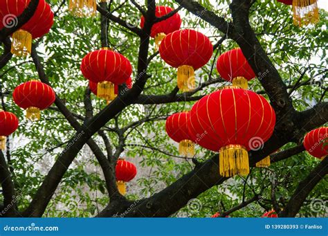 Red Lanterns Decorated On Tree Branches To Celebrate Chinese New Year