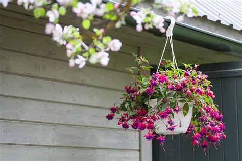 Top 26 Best Trailing Plants For Hanging Baskets