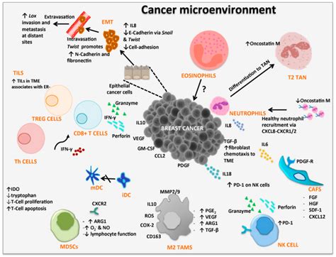 Cancers Free Full Text The Complex Interaction Between The Tumor